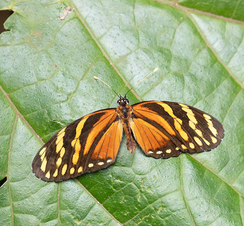 Guanacaste, Tierra Morenas, Costa Rica november 14, 2021. Photographer; Knud Ellegaard