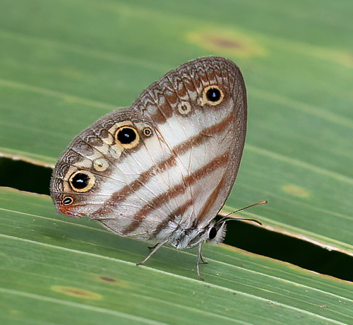 Tronadora Tilarn, Guanacaste, Costa Rica november 16, 2021. Photographer; Knud Ellegaard