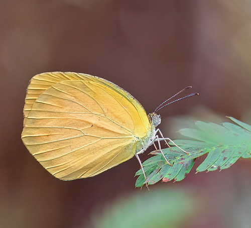 Pogeres, Tarcoles, Puntarenas Province, Costa Rica november 17, 2021. Photographer; Knud Ellegaard