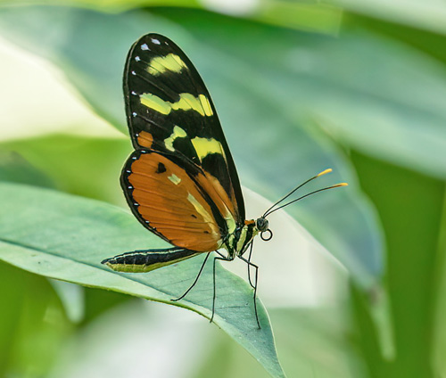 Savegre de Agurre, Puntarenas Province, Costa Rica november 19, 2021. Photographer; Knud Ellegaard