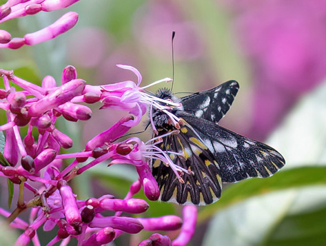 Copey, San Jos, Costa Rica november 21, 2021. Photographer; Knud Ellegaard