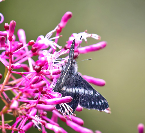 Copey, San Jos, Costa Rica november 21, 2021. Photographer; Knud Ellegaard