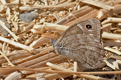 Gran Canaria Stregrandje, Hipparchia tamadabae (Owen & Smith, 1992). San Bartolome de Tirajana- Tunte 949m., Gran Canaria d. 26 oktober 2021. Fotograf; John Vergo