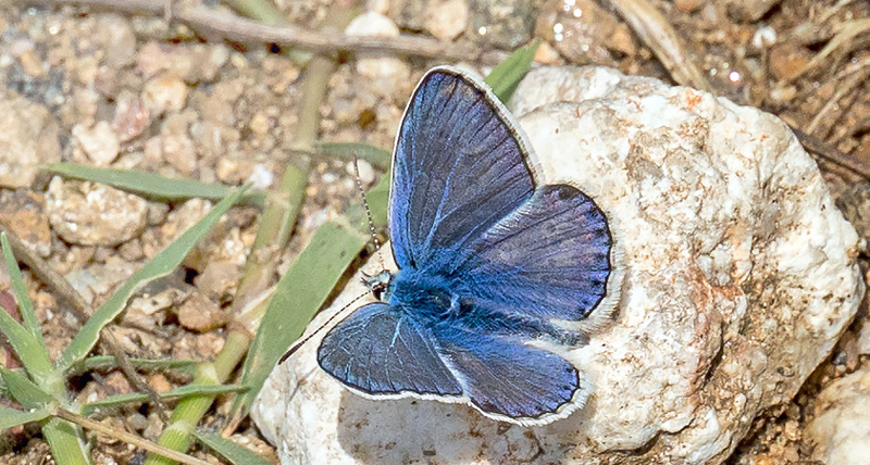 Safirblfugl, Kretania sephirus (Frivaldszky, 1835). Villa Belles, Akritochori, Kerkini,, Grkenland  d. 15 juni 2021. Fotograf; John S. Petersen