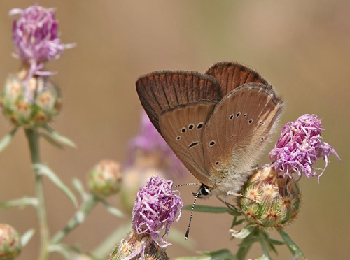 Piemonte Pelsblfugl, Polyommatus (Agrodiaetus) humedasae. Pondel, Aosta, Italien d. 26 juli 2021. Fotograf; Emil Bjerregrd