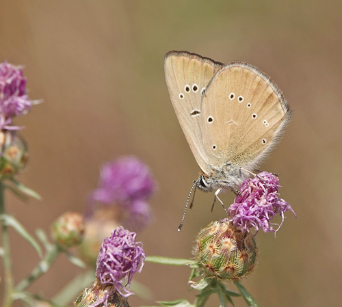 Piemonte Pelsblfugl, Polyommatus (Agrodiaetus) humedasae. Pondel, Aosta, Italien d. 26 juli 2021. Fotograf; Emil Bjerregrd