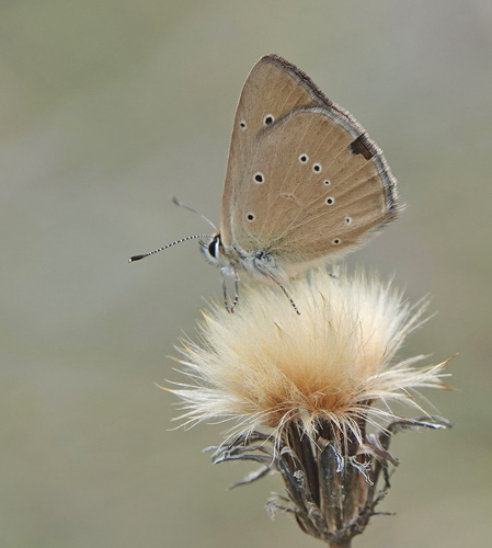 Piemonte Pelsblfugl, Polyommatus (Agrodiaetus) humedasae. Pondel, Aosta, Italien d. 26 juli 2021. Fotograf; Emil Bjerregrd