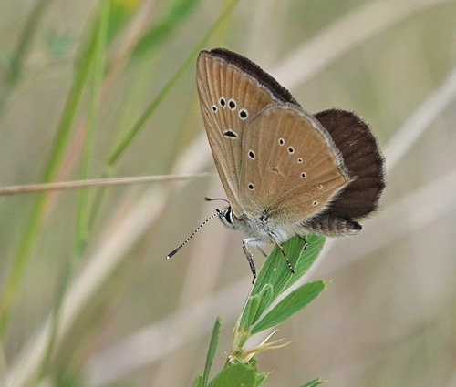 Piemonte Pelsblfugl, Polyommatus (Agrodiaetus) humedasae. Pondel, Aosta, Italien d. 26 juli 2021. Fotograf; Emil Bjerregrd