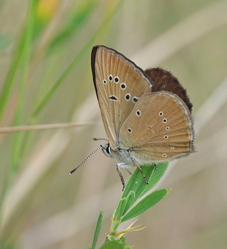 Piemonte Pelsblfugl, Polyommatus (Agrodiaetus) humedasae. Pondel, Aosta, Italien d. 26 juli 2021. Fotograf; Emil Bjerregrd