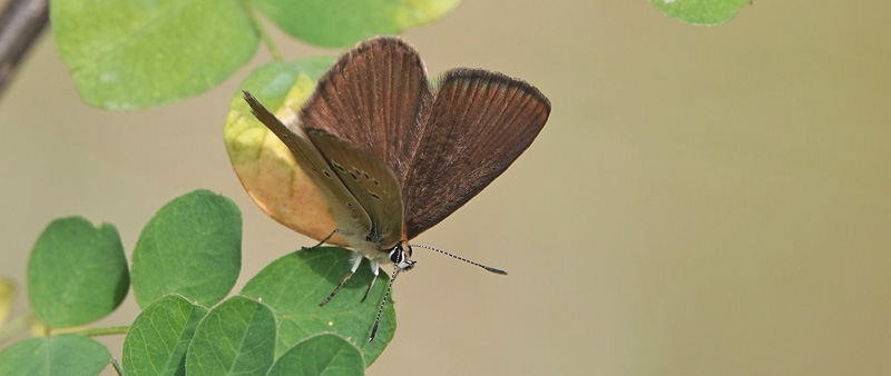 Piemonte Pelsblfugl, Polyommatus (Agrodiaetus) humedasae. Pondel, Aosta, Italien d. 26 juli 2021. Fotograf; Emil Bjerregrd