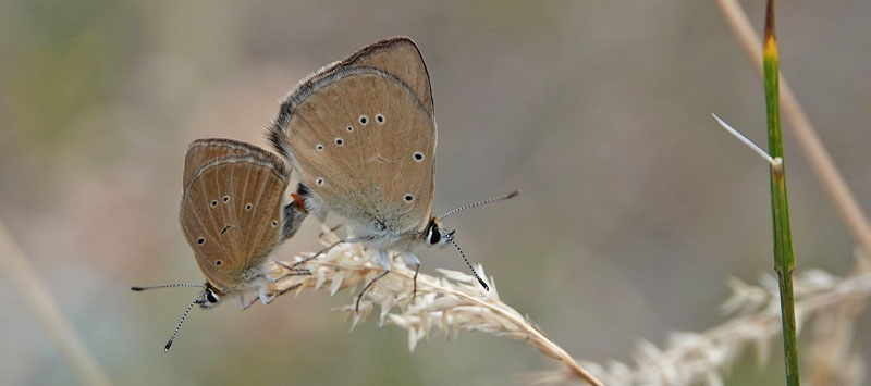 Piemonte Pelsblfugl, Polyommatus (Agrodiaetus) humedasae. Pondel, Aosta, Italien d. 26 juli 2021. Fotograf; Emil Bjerregrd