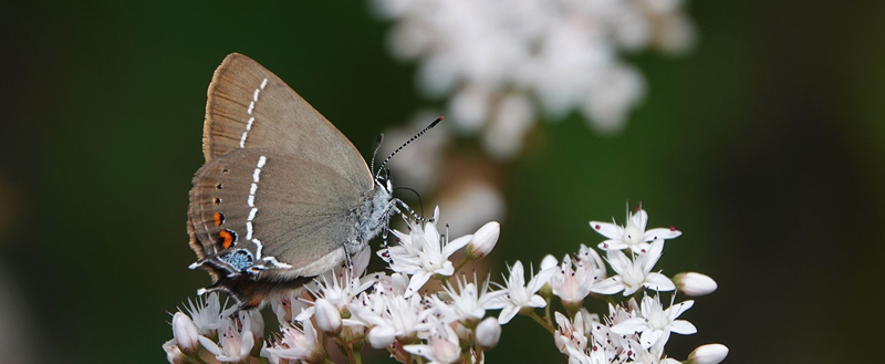 Bltorn, Satyrium spini.. Verrogne 1500-1575 m., Aosta, Italien d. 25 juli 2021. Fotograf; Emil Bjerregrd