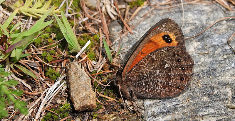 Marmoreret Bjergrandøje, Erebia montanus. Alpi Graie 2300 m., Pont, Aosta, Italien d. 27 juli 2021. Fotograf; Emil Bjerregård