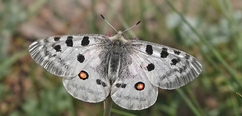 Apollo, Parnassius apollo ssp. geminus han. Verrogne 1500-1575 m., Aosta, Italien d. 25 juli 2021. Fotograf; Emil Bjerregrd