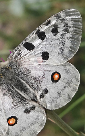 Apollo, Parnassius apollo ssp. geminus han. Verrogne 1500-1575 m., Aosta, Italien d. 25 juli 2021. Fotograf; Emil Bjerregrd