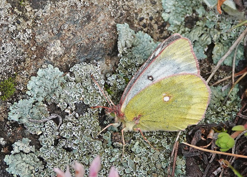 Bjerghsommerfugl, Colias phicomone (Esper, 1780). Lago di Chamol 2300-2500 m., Pila, Aosta, Italien d. 28 juli 2021. Fotograf; Emil Bjerregrd