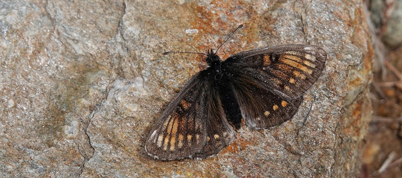 Alpepletvinge, Melitaea varia ab. Alpi Graie 2100 m., Pont, Aosta, Italien d. 27 juli 2021. Fotograf; Emil Bjerregrd