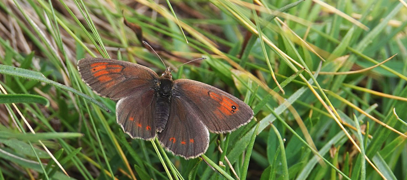 Vestlig Messingbjergrandøje, Erebia arvernensis han. Lago di Chamolè 2300-2500 m., Pila, Aosta, Italien d. 28 juli 20217. Fotograf; Emil Bjerregård