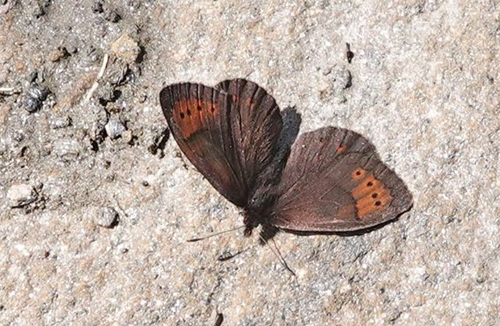 Bjergrandje, Erebia pandrose ssp. pandrose. Chamol 2300-2500 m, Pila, Aosta, Italiene d. 28 juli 2021. Fotograf Emil Bjerregrd