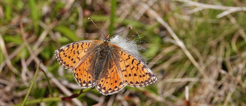 Alpeperlemorsommerfugl, Boloria pales hun. Alpi Graie 2350 m., Pont, Aosta, Italien d. 27 juli 2021. Fotograf; Emil Bjerregrd