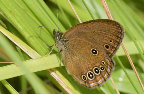 Ødipusrandøje, Coenonympha oedippus. Anfo 442 m., Brescia, Lombardiet, Italien d. 14 juli 2021. Fotograf; John Vergo