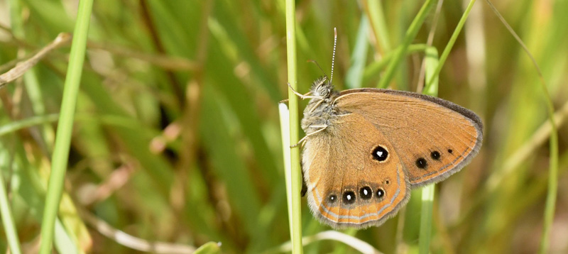 Ødipusrandøje, Coenonympha oedippus. Anfo 442 m., Brescia, Lombardiet, Italien d. 14 juli 2021. Fotograf; John Vergo