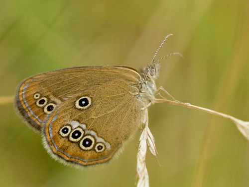 Ødipusrandøje, Coenonympha oedippus. Anfo 442 m., Brescia, Lombardiet, Italien d. 14 juli 2021. Fotograf; John Vergo