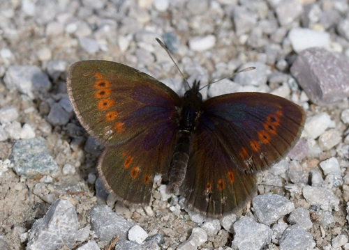 Engbjergrandøje, Erebia melampus. Val di Fumo 1800 m.h., Trentino Italien d. 16 juli 2021. Fotograf; John Vergo