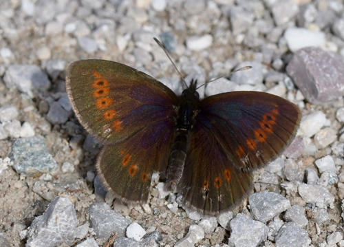 Engbjergrandje, Erebia melampus. Val di Fumo 1800 m.h., Trentino Italien d. 16 juli 2021. Fotograf; John Vergo