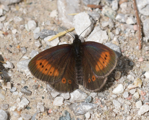 Engbjergrandje, Erebia melampus. Val di Fumo 1800 m.h., Trentino Italien d. 16 juli 2021. Fotograf; John Vergo