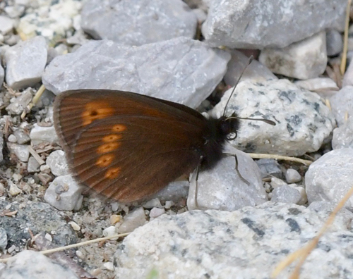 Engbjergrandje, Erebia melampus. Val di Fumo 1800 m.h., Trentino Italien d. 16 juli 2021. Fotograf; John Vergo