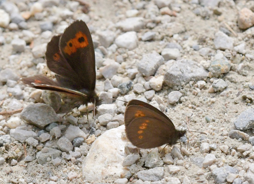 Engbjergrandje, Erebia melampus. Val di Fumo 1800 m.h., Trentino Italien d. 16 juli 2021. Fotograf; John Vergo