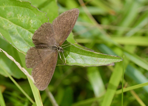 Ødipusrandøje, Coenonympha oedippus. Anfo 442 m., Brescia, Lombardiet, Italien d. 17 juli 2021. Fotograf; John Vergo