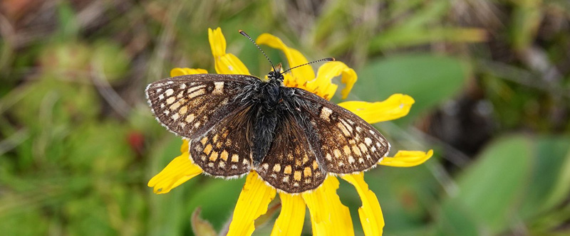 Alpepletvinge, Melitaea varia ab. Alpi Graie 2100 m., Pont, Aosta, Italien d. 27 juli 2021. Fotograf; Emil Bjerregrd