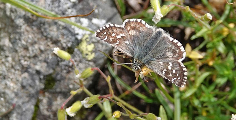 Stor Bjergbredpande, Pyrgus carlinae. Lago di Chamol 2300-2500 m., Pila, Aosta, Italien d. 28 juli 20217. Fotograf; Emil Bjerregrd