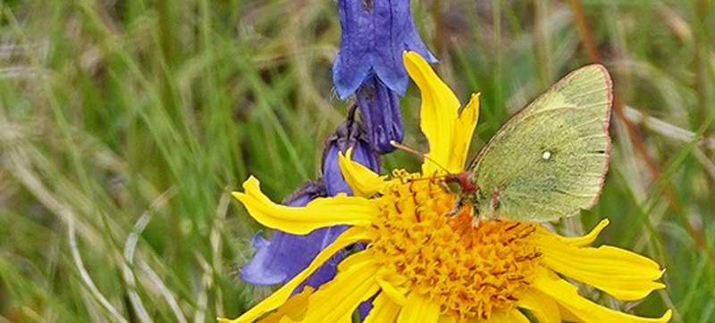 Mosehsommerfugl, Colias palaeno ssp. europomene han. Alpi Graie 2200 -2350 m., Pont, Aosta, Italien d. 27 juli 2021. Fotograf; Emil Bjerregrd