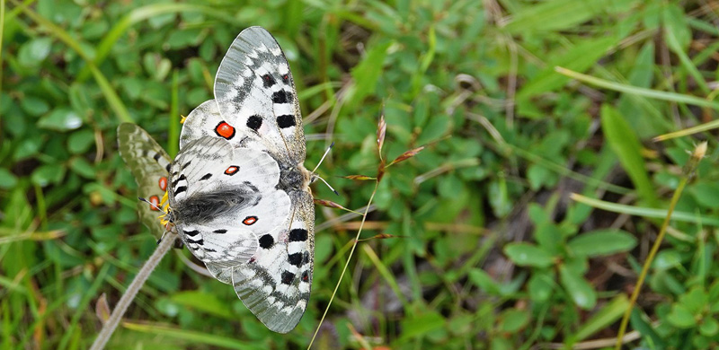 Apollo, Parnassius apollo ssp. geminus. Alpi Graie 2200 -2350 m., Pont, Aosta, Italien d. 27 juli 2021. Fotograf; Emil Bjerregrd