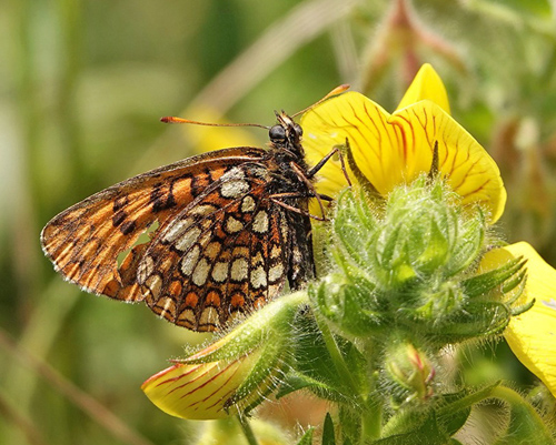 Gylden Pletvinge, Melitaea aurelia. Verrogne 1500-1575 m., Aosta, Italien d. 25 juli 2021. Fotograf; Emil Bjerregrd