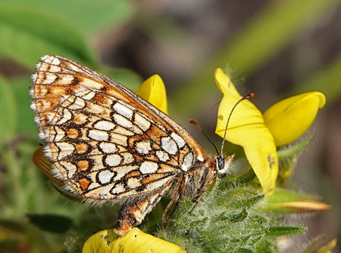 Gylden Pletvinge, Melitaea aurelia. Verrogne 1500-1575 m., Aosta, Italien d. 25 juli 2021. Fotograf; Emil Bjerregrd