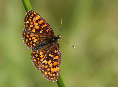 Gylden Pletvinge, Melitaea aurelia. Verrogne 1500-1575 m., Aosta, Italien d. 25 juli 2021. Fotograf; Emil Bjerregrd