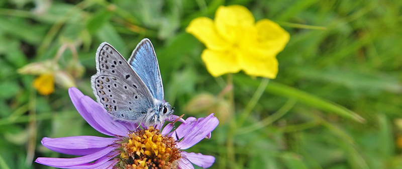 Klippeblfugl, Polyommatus eros. Lago di Chamol 2300-2500 m., Pila, Aosta, Italien d. 28 juli 2021. Fotograf; Emil Bjerregrd