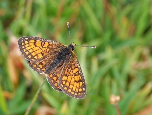 Alpepletvinge, Melitaea varia. Lago di Chamol 2300-2500 m., Pila, Aosta, Italien d. 28 juli 2021. Fotograf; Emil Bjerregrd