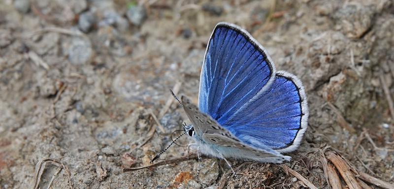 Eschers Blfugl, Polyommatus escheri.han. Verrogne 1500-1575 m., Aosta, Italien d. 25 juli 2021. Fotograf; Emil Bjerregrd