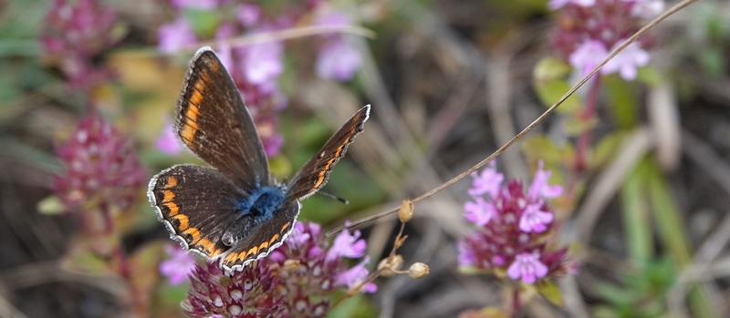 Eschers Blfugl, Polyommatus escheri.hun. Verrogne 1500-1575 m., Aosta, Italien d. 25 juli 2021. Fotograf; Emil Bjerregrd