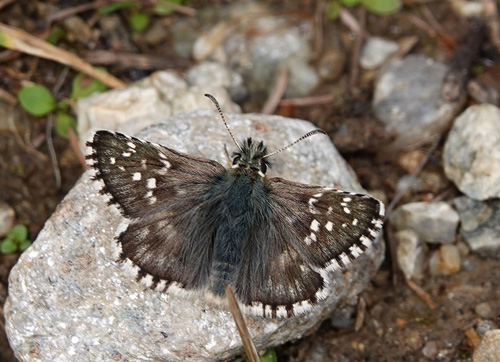 Stor Bjergbredpande, Pyrgus carlinae. Alpi Graie 2000 m., Pont, Aosta, Italien d. 27 juli 2021. Fotograf; Emil Bjerregrd