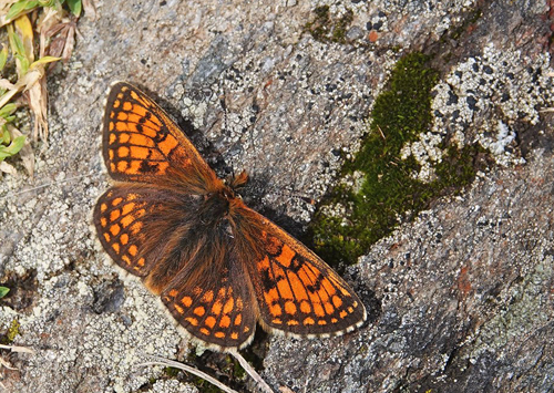 Alpepletvinge, Melitaea varia. Lago di Chamol 2300-2500 m., Pila, Aosta, Italien d. 28 juli 2021. Fotograf; Emil Bjerregrd