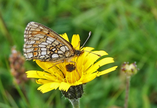 Alpepletvinge, Melitaea varia. Lago di Chamol 2300-2500 m., Pila, Aosta, Italien d. 28 juli 2021. Fotograf; Emil Bjerregrd