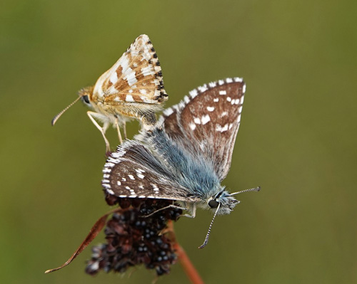 Stor Bjergbredpande, Pyrgus carlinae. Alpi Graie 2000 m., Pont, Aosta, Italien d. 27 juli 2021. Fotograf; Emil Bjerregrd