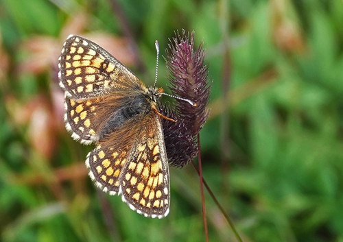 Alpepletvinge, Melitaea varia. Lago di Chamol 2300-2500 m., Pila, Aosta, Italien d. 28 juli 2021. Fotograf; Emil Bjerregrd