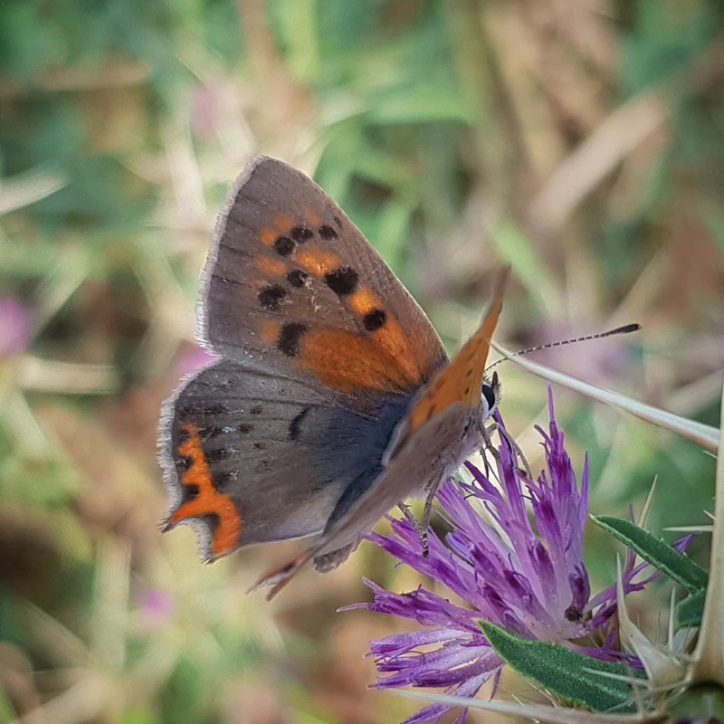 Lille Ildfugl, Lycaena phlaeas han mrk form med lange haler.  Prgomet, Splitsko-Dalmatinska, Kroatien d. 25 juli 2021. Fotograf; Camilla Mehl-Ludvigsen 